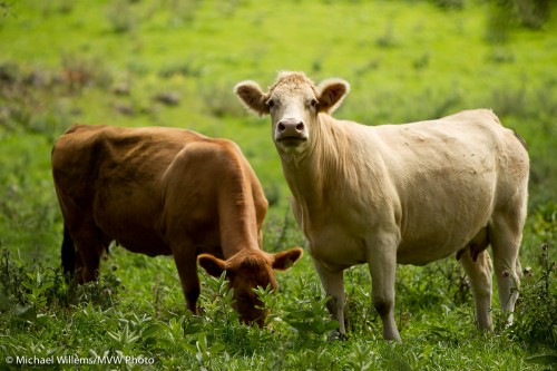 Moo! Cows (Photo by Michael Willems)