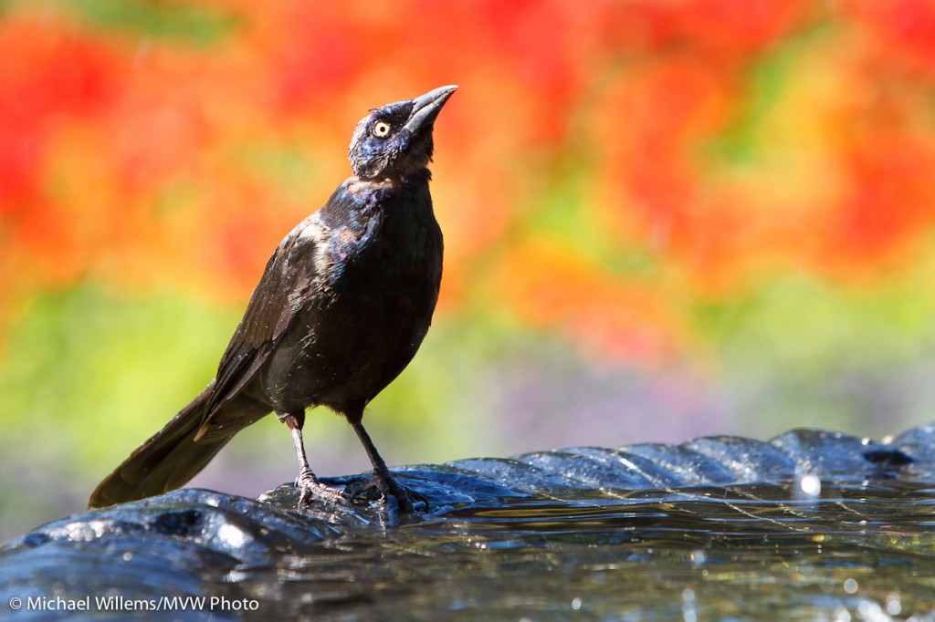 Bird, Fountain and Flowers (Toronto, 29 August) - photo by Michael Willems