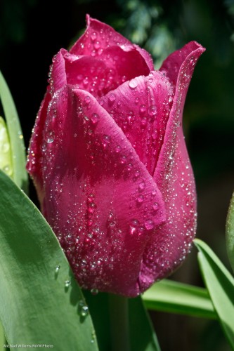 Tulip (Photo: Michael Willems)
