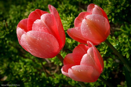Tulips in the front garden
