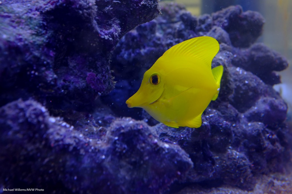 Aquarium Shot (Photo: Michael Willems)