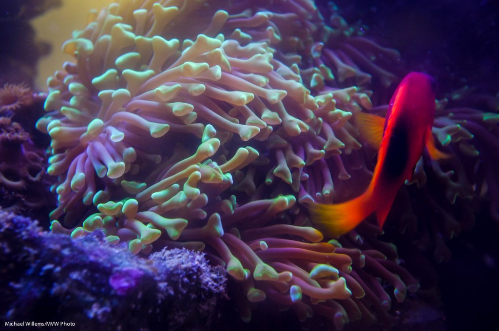 Aquarium Shot (Photo: Michael Willems)