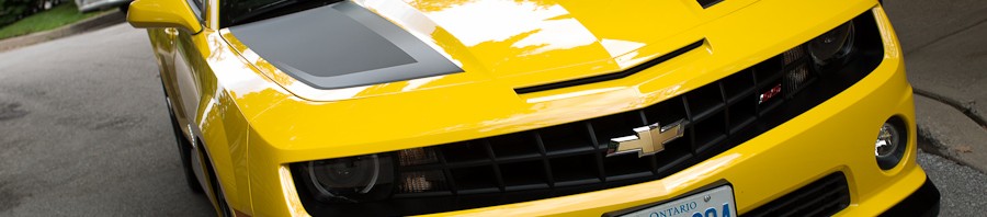Bumblebee (Photo: Michael Willems)