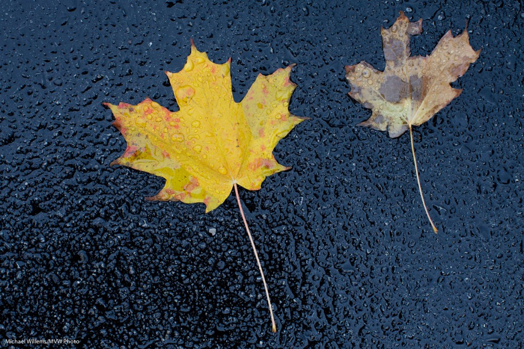 Fall - Photo: Michael Willems
