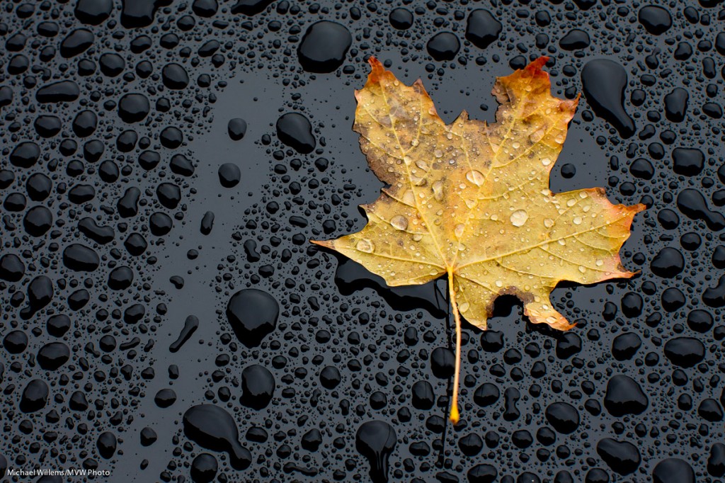 maple Leaf on Mercedes (©2012 Michael Willems)